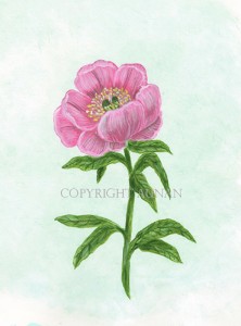 Peony